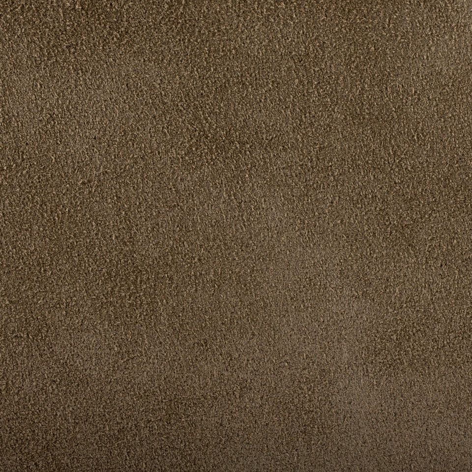 Camoscio